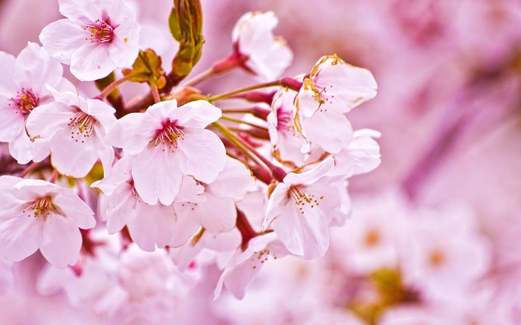 japanese cherry blossom wallpaper. cherry blossom wallpaper.