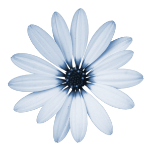 clarey_trueblue_daisy.png picture by leoncitabeya