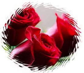 coupleredroses4.jpg picture by leoncitabeya