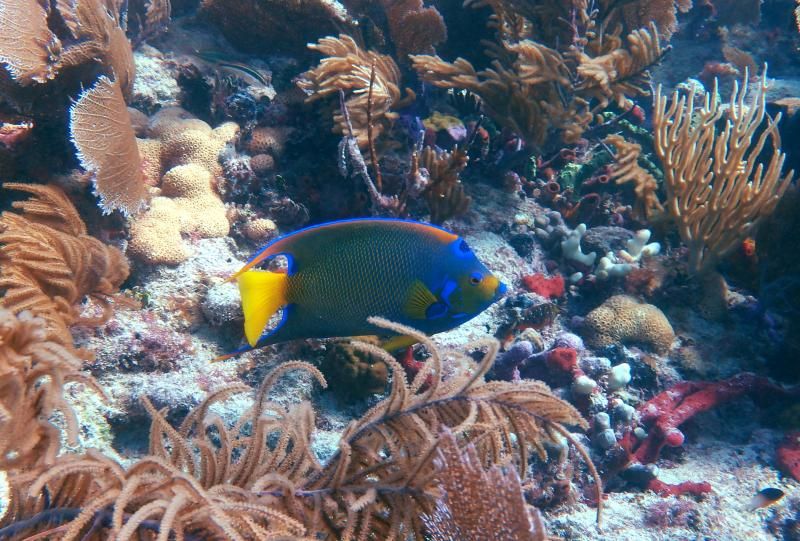 Majestic Queen Parrotfish photo PA251413_zpseb1f7b03.jpg