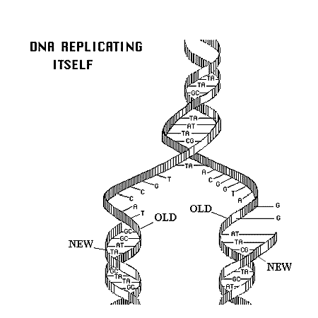 dna_replicating.gif