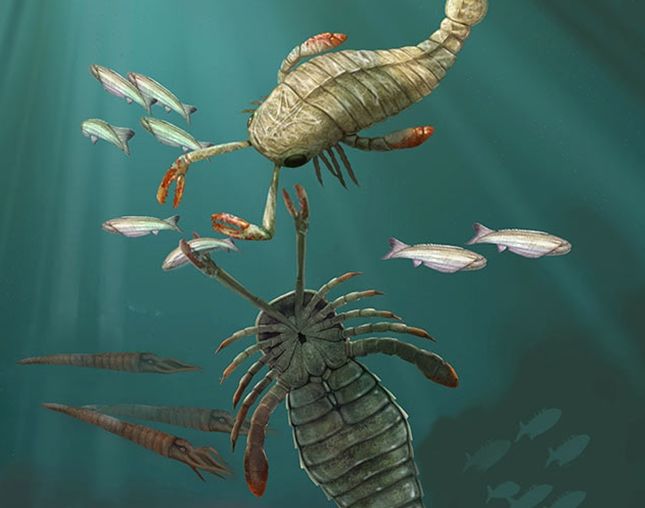  photo eurypterid_zps603418d6.jpg