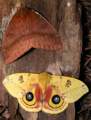  photo io_moth02_zps1f6655ba.jpg