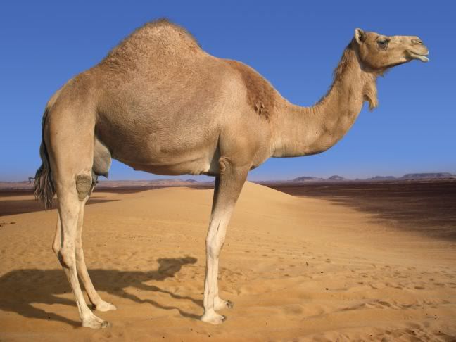 [Image: Arabian-Camel.jpg]