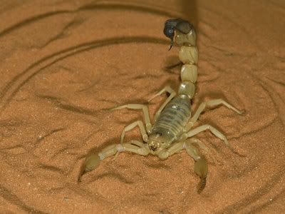 [Image: Scorpion.jpg]