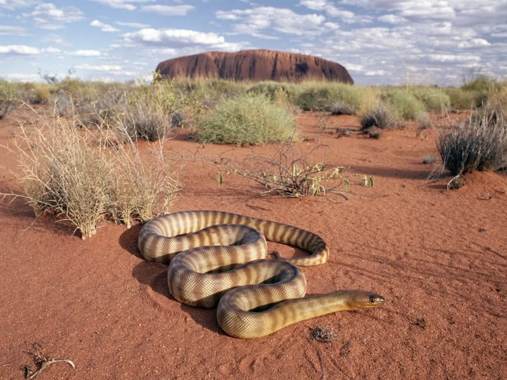 [Image: desert-snake-wallpapers_13059_1024x.jpg]