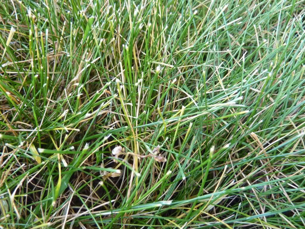 triclopyr killing tall fescue? Forums