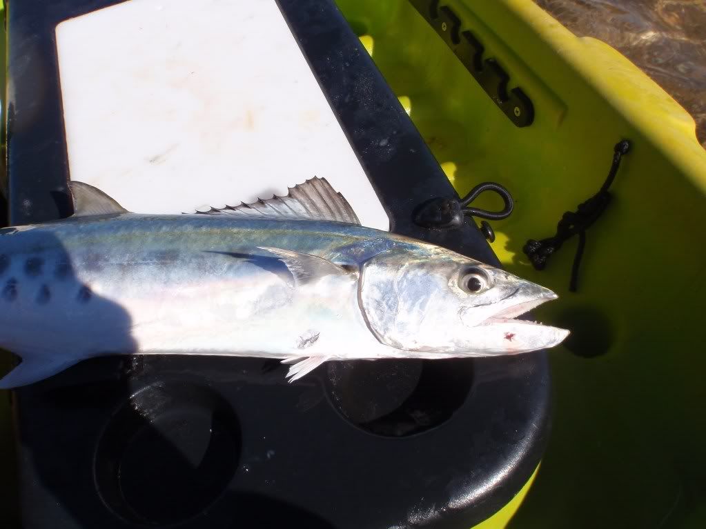 Nice little School Mackerel