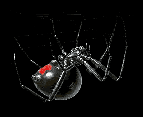 black widow Pictures, Images and Photos