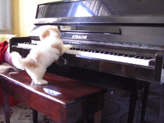 Bán trả góp chó con lông xù, nhỏ xinh, quà tặng kèm nà - 4