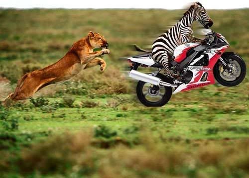 zebra-on-a-bike-lion.jpg