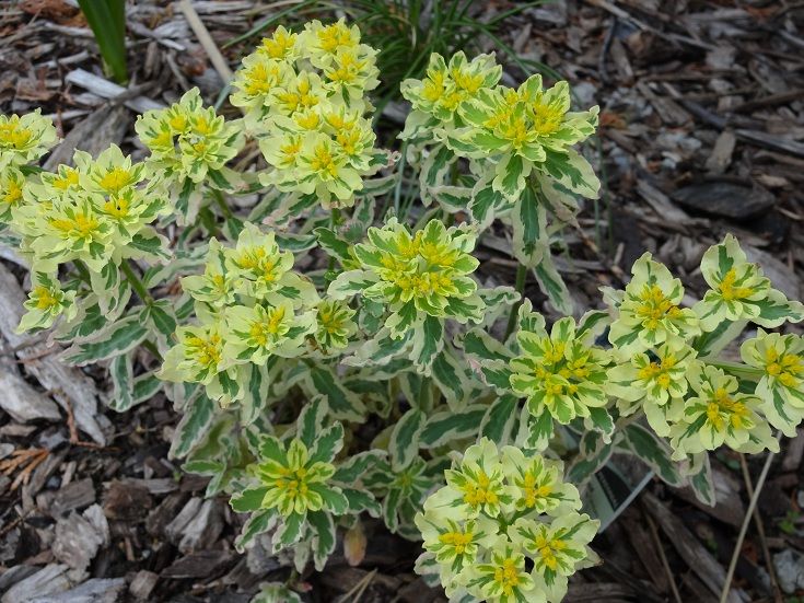  photo DSC02709_zps8e2efd0d.jpg