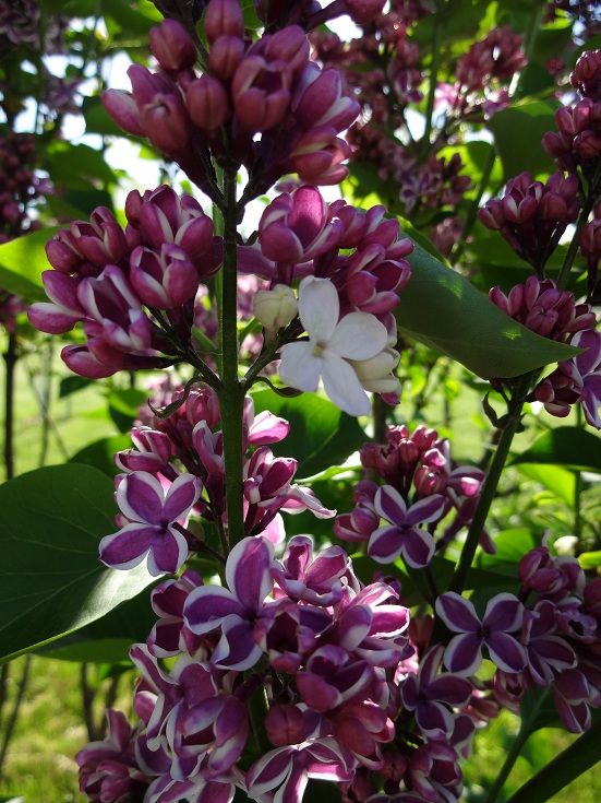  photo DSC02688_zpsa3a43483.jpg