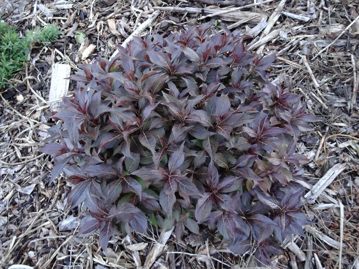  photo DSC04594_zps05bd84b5.jpg