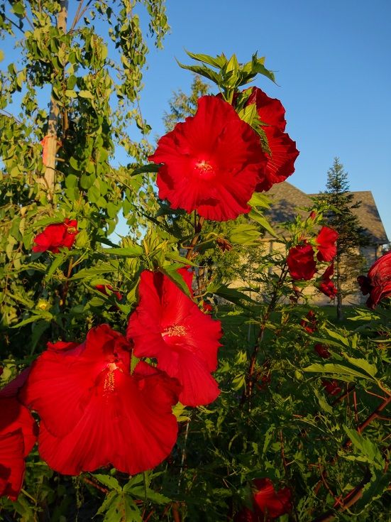  photo DSC04881_zps3e7e8c47.jpg