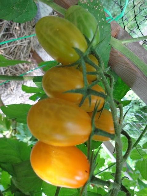  photo DSC04527_zps4b345f0b.jpg