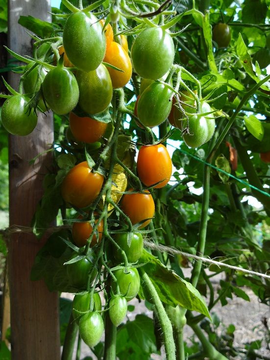  photo DSC04787_zps8d6d15c0.jpg