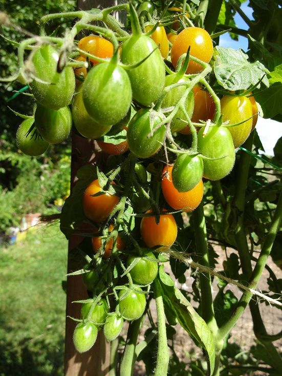  photo DSC04789_zps25600cd2.jpg