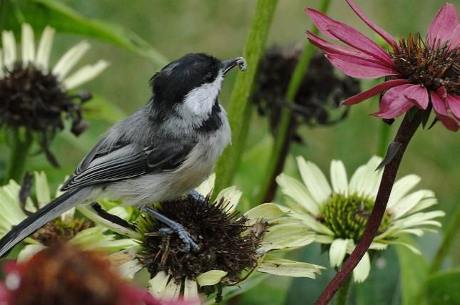  photo DSC06505_zps109c9846.jpg