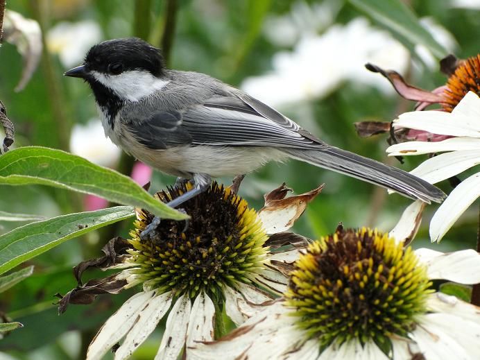  photo DSC06539_zps79023432.jpg