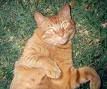 fatcat.jpg