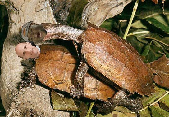 turtlecopy-1.jpg