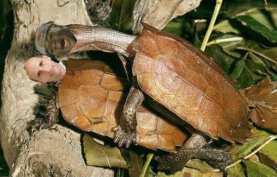 turtlecopy.jpg
