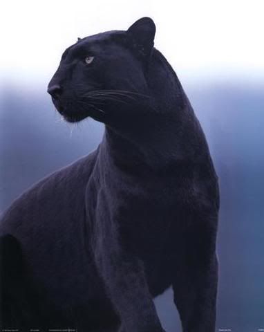 black cougar image