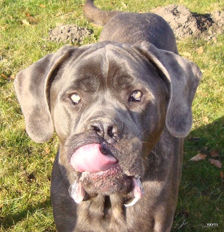 Here's Scarlet she left me several years ago now she was a Presa Canario 