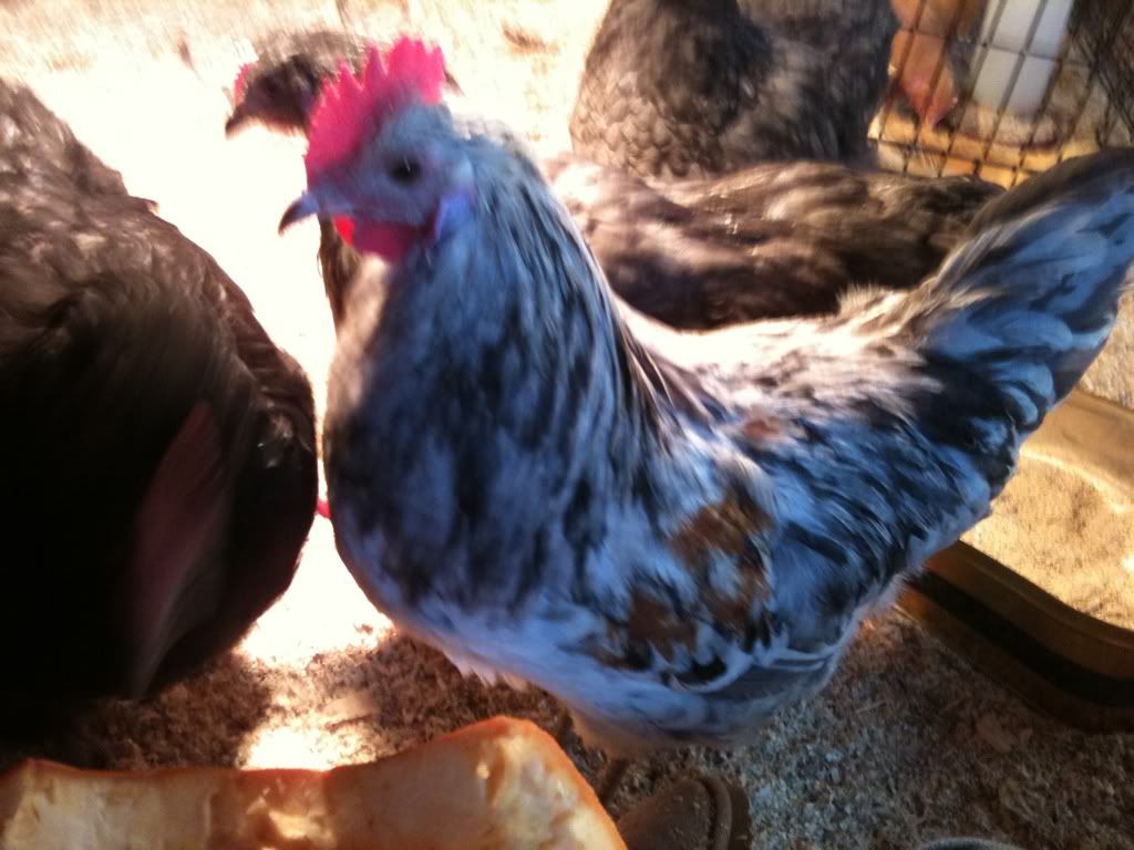 Splash Copper Marans