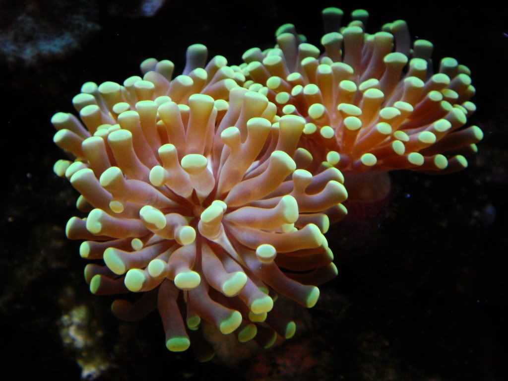 torch coral thread Reef Central Online Community