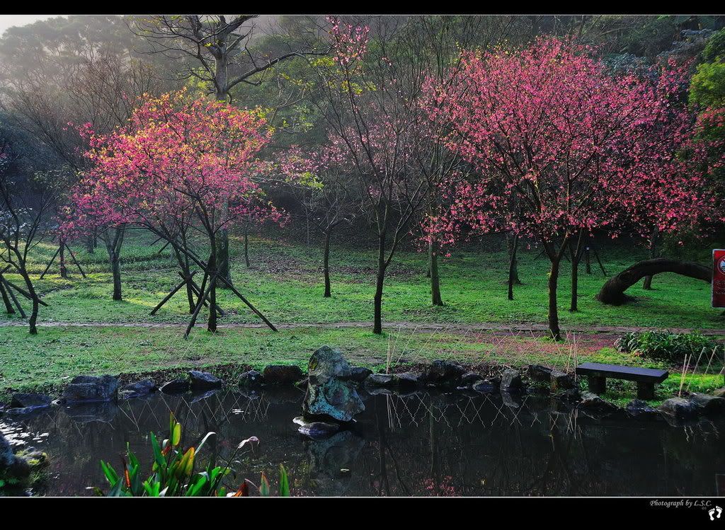 990210_4406_YMScherryblossoms.jpg 990210Y.M.S. Sakura picture by lu_steed