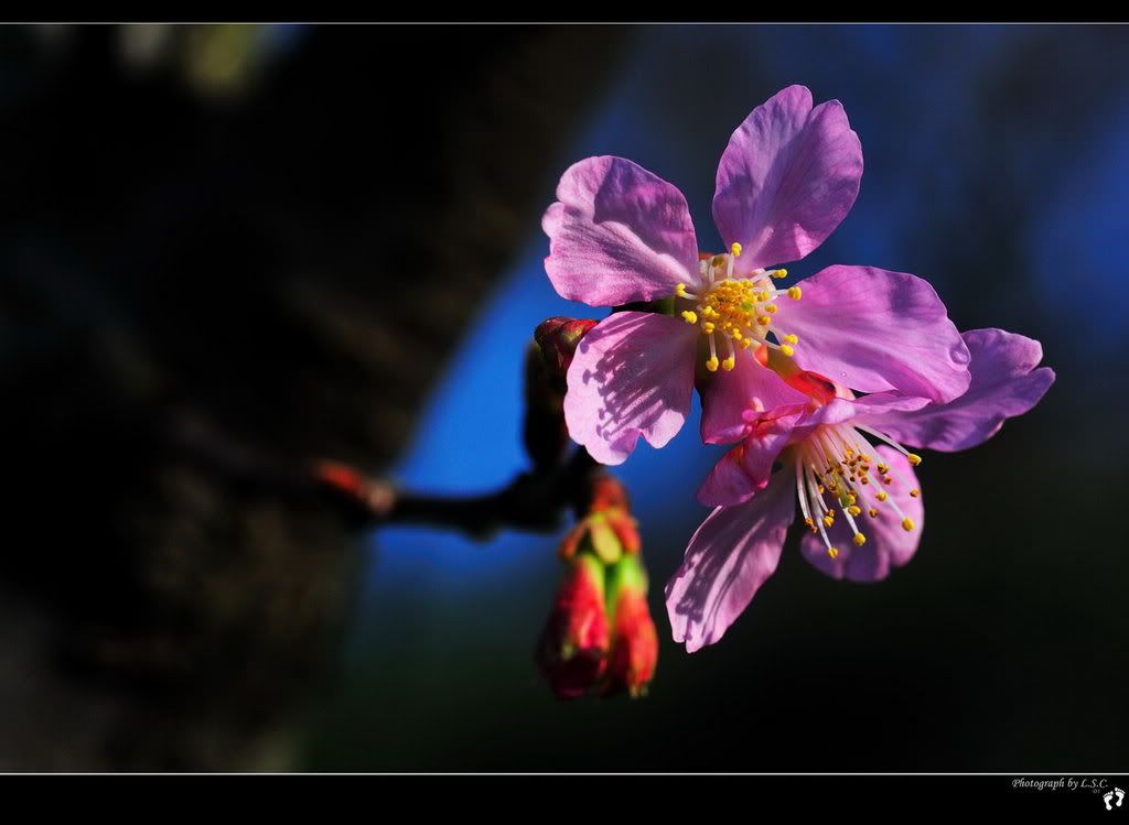 990210_4447_YMScherryblossoms.jpg 990210Y.M.S. sakura picture by lu_steed