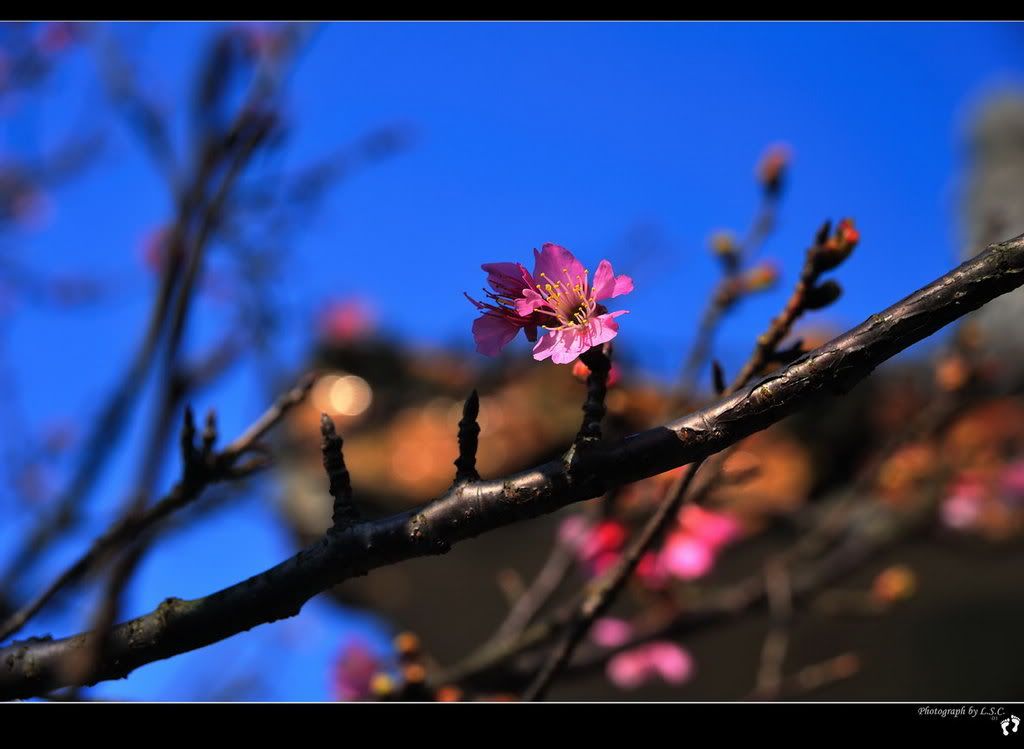 990210_4474_YMScherryblossoms.jpg 990210Y.M.S. sakura picture by lu_steed