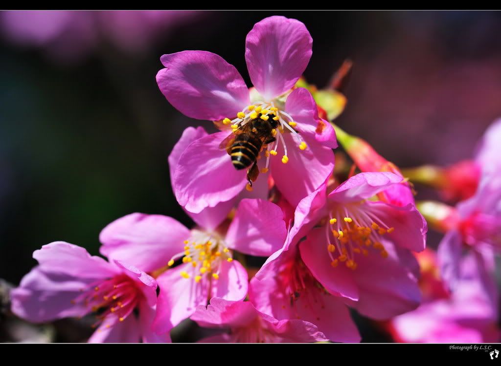 990210_4513_YMScherryblossoms.jpg 990210Y.M.S. sakura picture by lu_steed