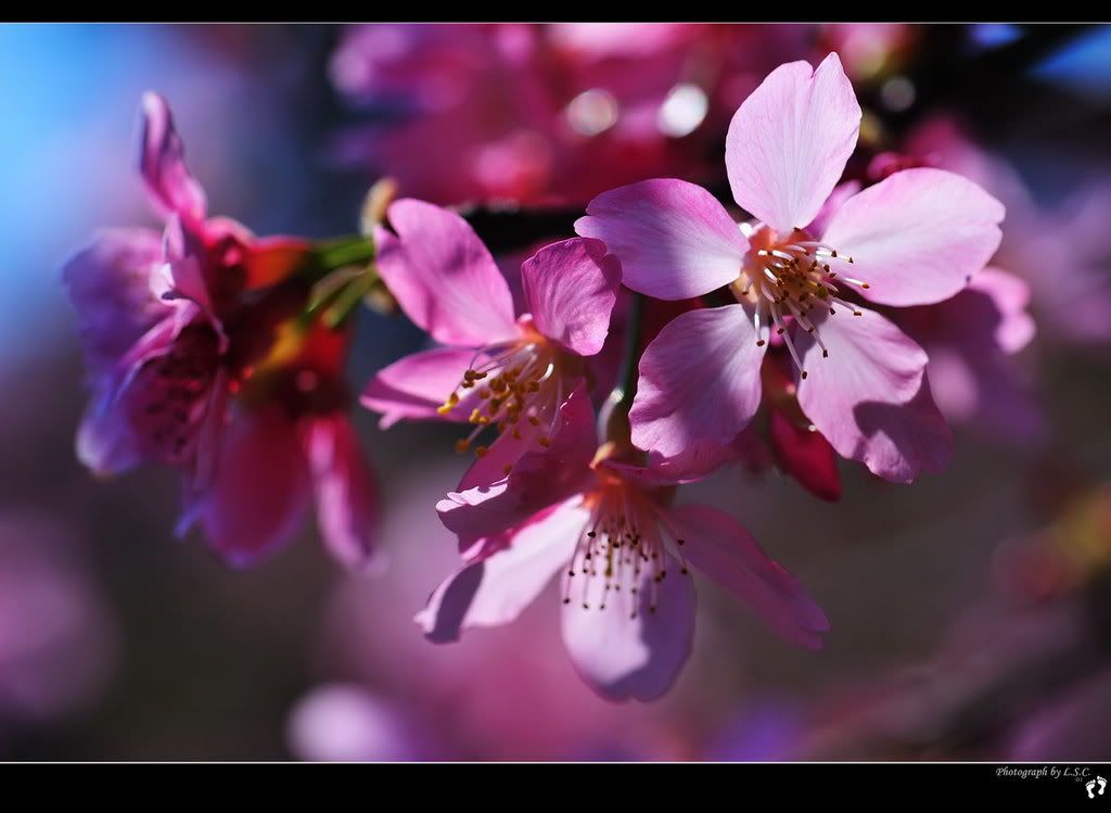 990210_4529_YMScherryblossoms.jpg 990210Y.M.S. sakura picture by lu_steed