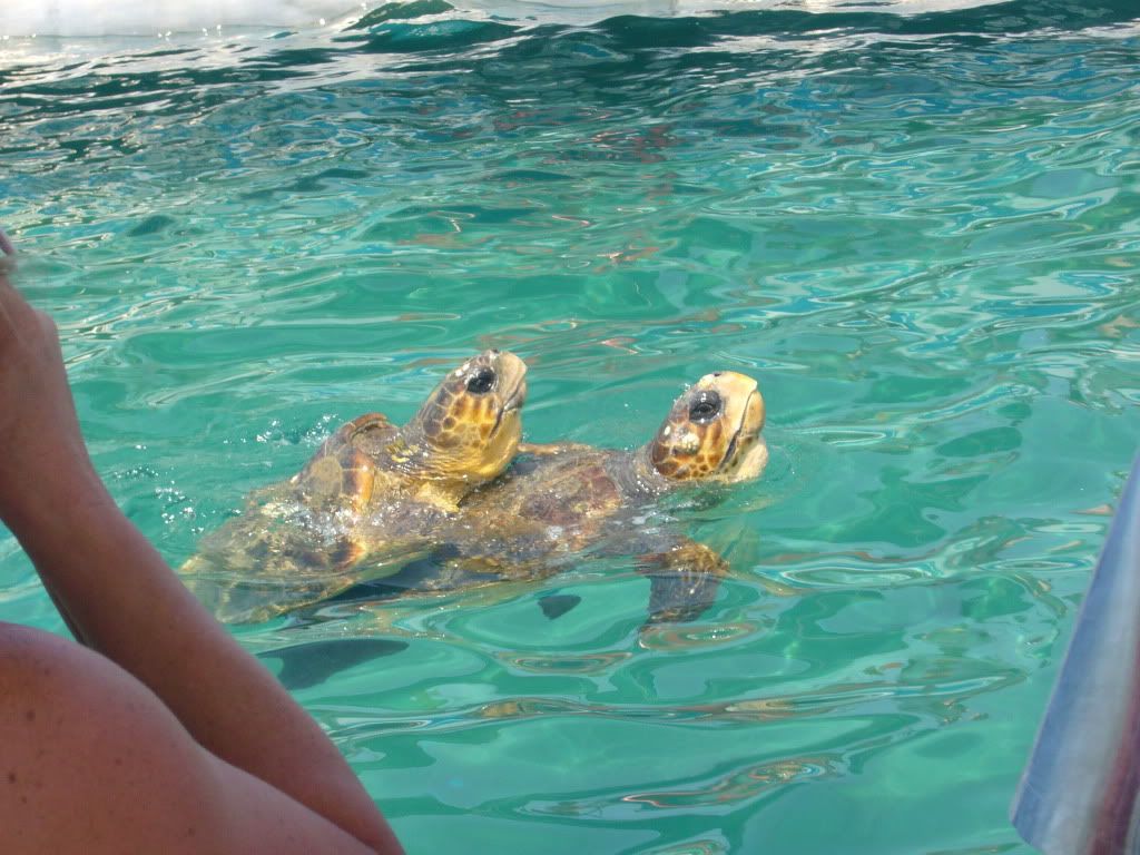 caretta chatrooms Pisciotta, schiusa straordinaria di 30 tartarughe caretta caretta presentato alla camera dei deputati mari e oceani del presidente della szn, roberto. caretta chatrooms Pisciotta, schiusa straordinaria di 30 tartarughe caretta caretta presentato alla camera dei deputati mari e oceani del presidente della szn, roberto.