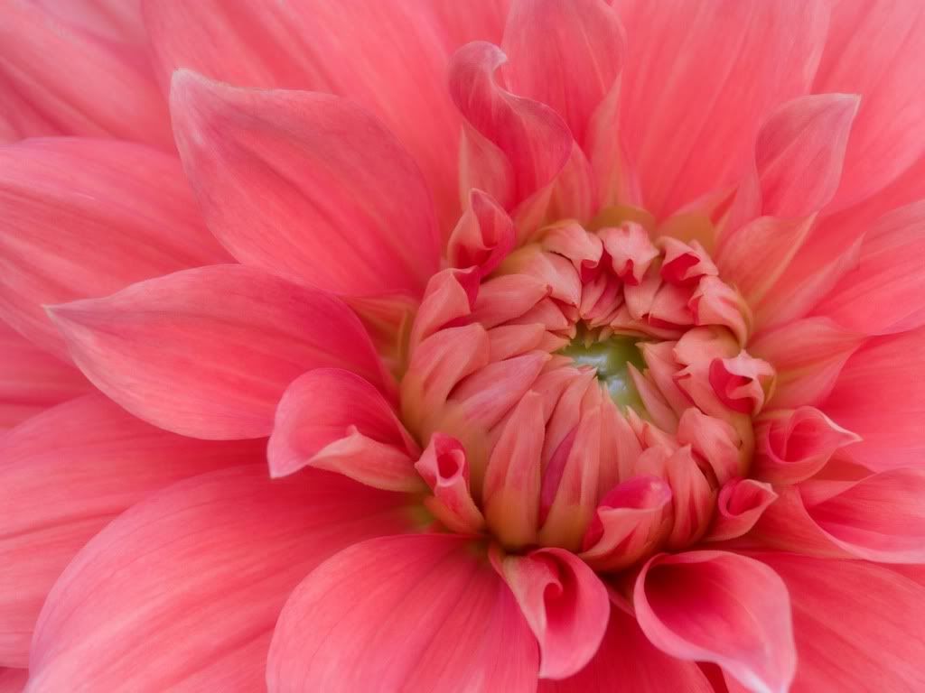 DelectableDahlia.jpg