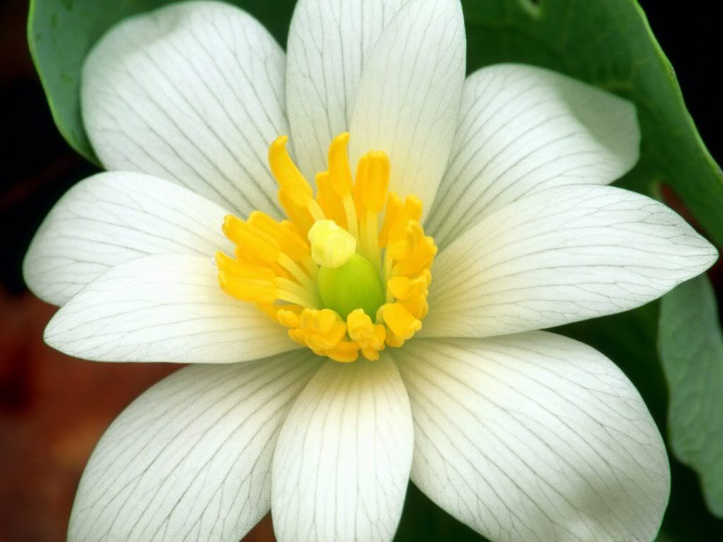 DelicateBloodroot.jpg