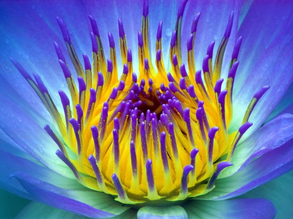 ElectricWaterLily.jpg