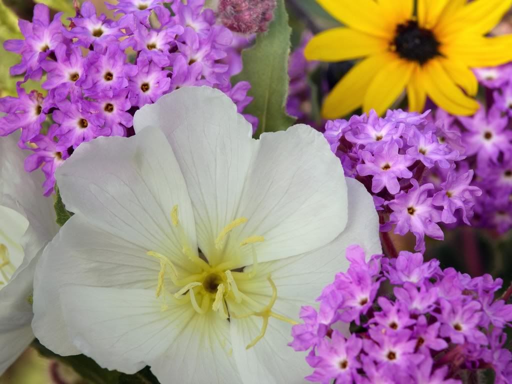 EveningPrimroseandSandVerbena.jpg