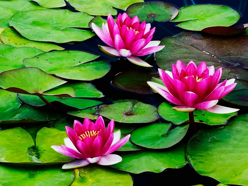 FragrantWaterLilies.jpg