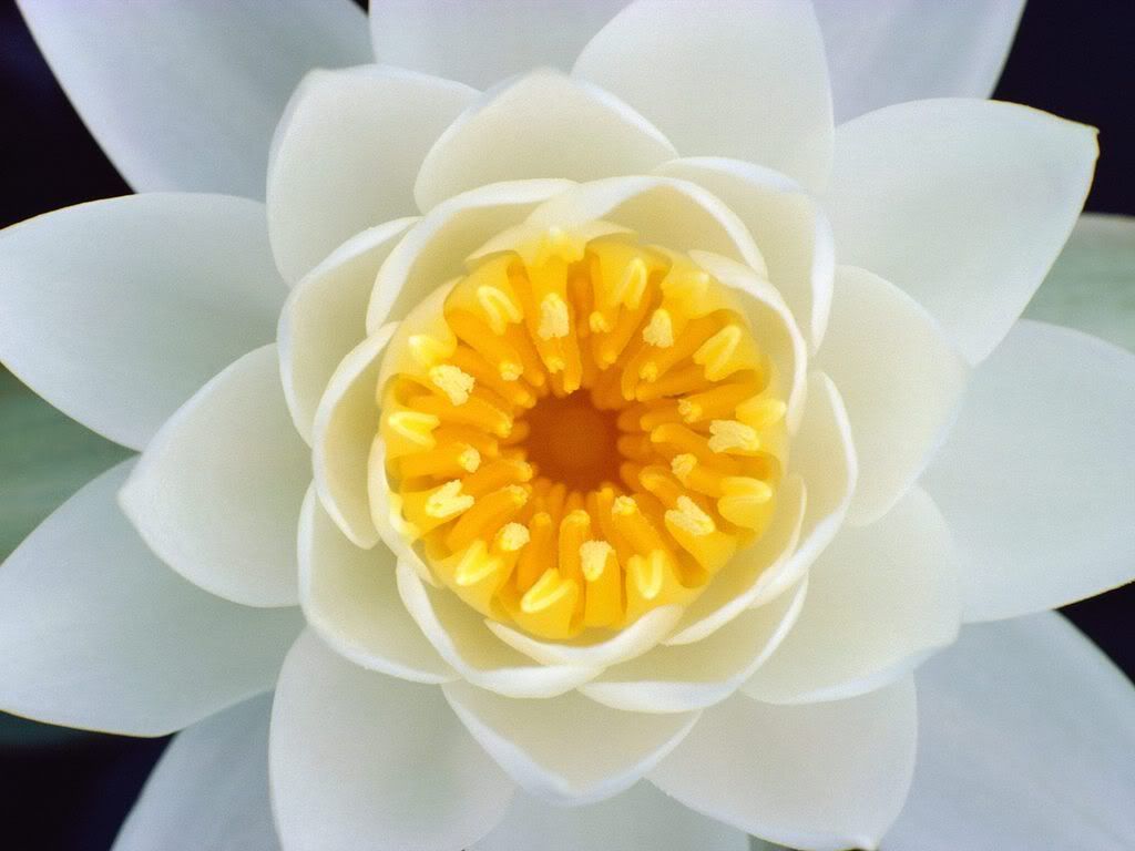 LookIntoMyEyeWaterLily.jpg