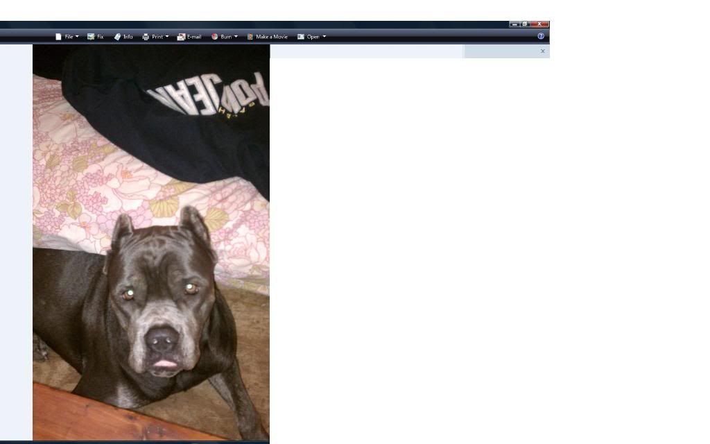 Lost blue Cane corso dog in NW Houston!