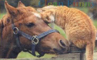 horsecat Pictures, Images and Photos