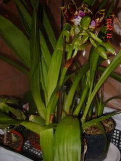 DSC00988.jpg