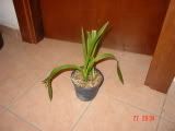 DSC00990.jpg