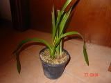 DSC00991.jpg
