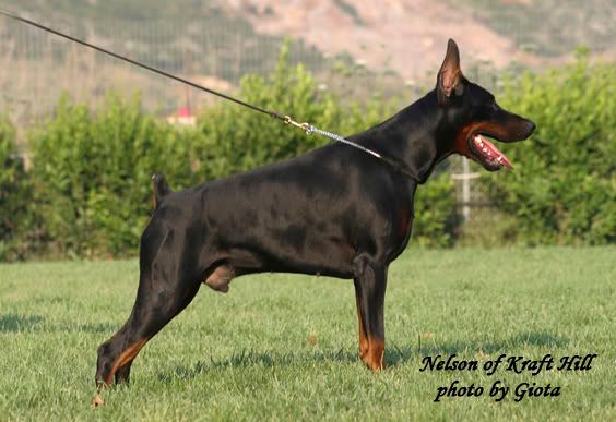 doberman big bone
