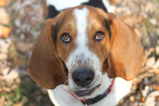 IMAGE: http://i217.photobucket.com/albums/cc203/poteat_3177/111009_0857.jpg